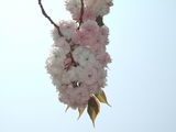 手毬桜2