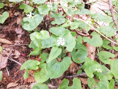 �ޥ��ť륽��