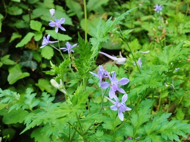 �𥻥�Хҥ��󥽥�