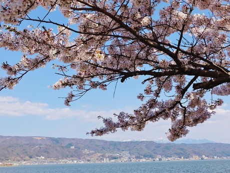 諏訪湖の満開の桜に遠くに八ヶ岳の頂きが