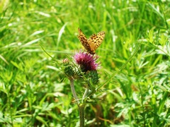 �����ߤ�ĳ