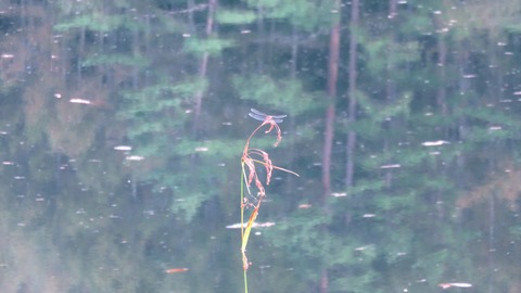 8¡¦¥È¥ó¥Ü¤¬Ää¤Þ¤ë¸æ¼Í¼¯ÃÓ