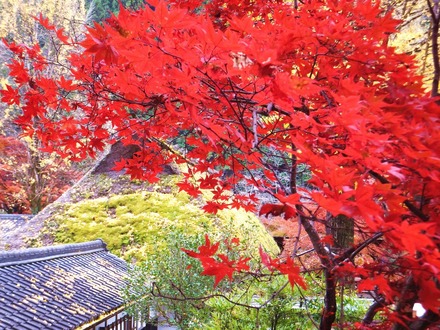 ���դȳ���