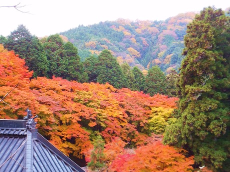 ���ѻ�����Ʋ�塢��ϻ�����������