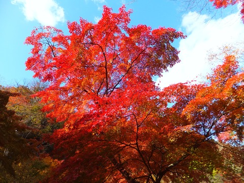 �����˱Ǥ������