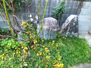 º¸¤ËËä¤Þ¤ë¤Î¤¬±¢ÀС¦¿¿¤óÃæ¤¬ÍÛÀÐ