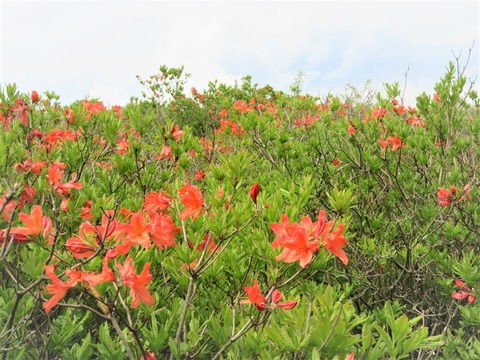 ��̸�����⸶�Υ�󥲥ĥĥ�