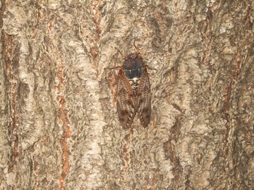 大樹に止まる鳴かぬ蝉