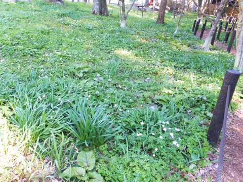 ÆóÎØÁ𤬷²¤ìºé¤¯¤Ê¤«¤Ë¥«¥¿¥¯¥ê¤¬¡¦¡¦¡¦