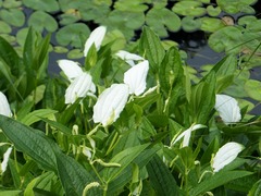 ��ü�ˤ鷺�����Ф�Ĥ��դ�