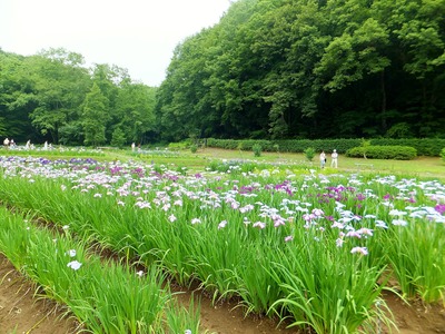 �Գ����餱�Ǥ�