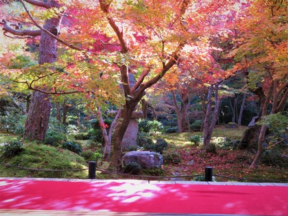 Ԥ�������۱�����֥�����