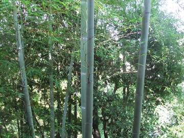 �뤫����鮤�����