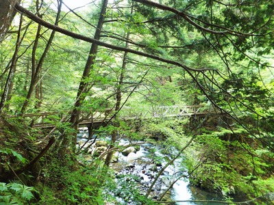 ��������˲ͤ���̴����