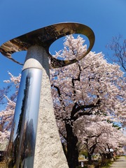 オブジェと満開の桜