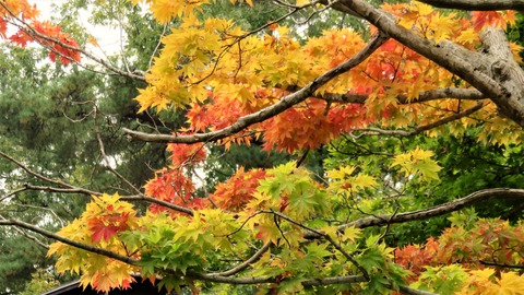 6���㾾���ʤ��㤯���礦���ˤι���