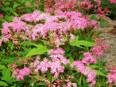 �٥˥Хʥ���ĥ�����