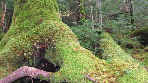 10¡¦Çò¶ðÃӤΥ³¥±Îà