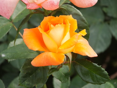 �������Х�