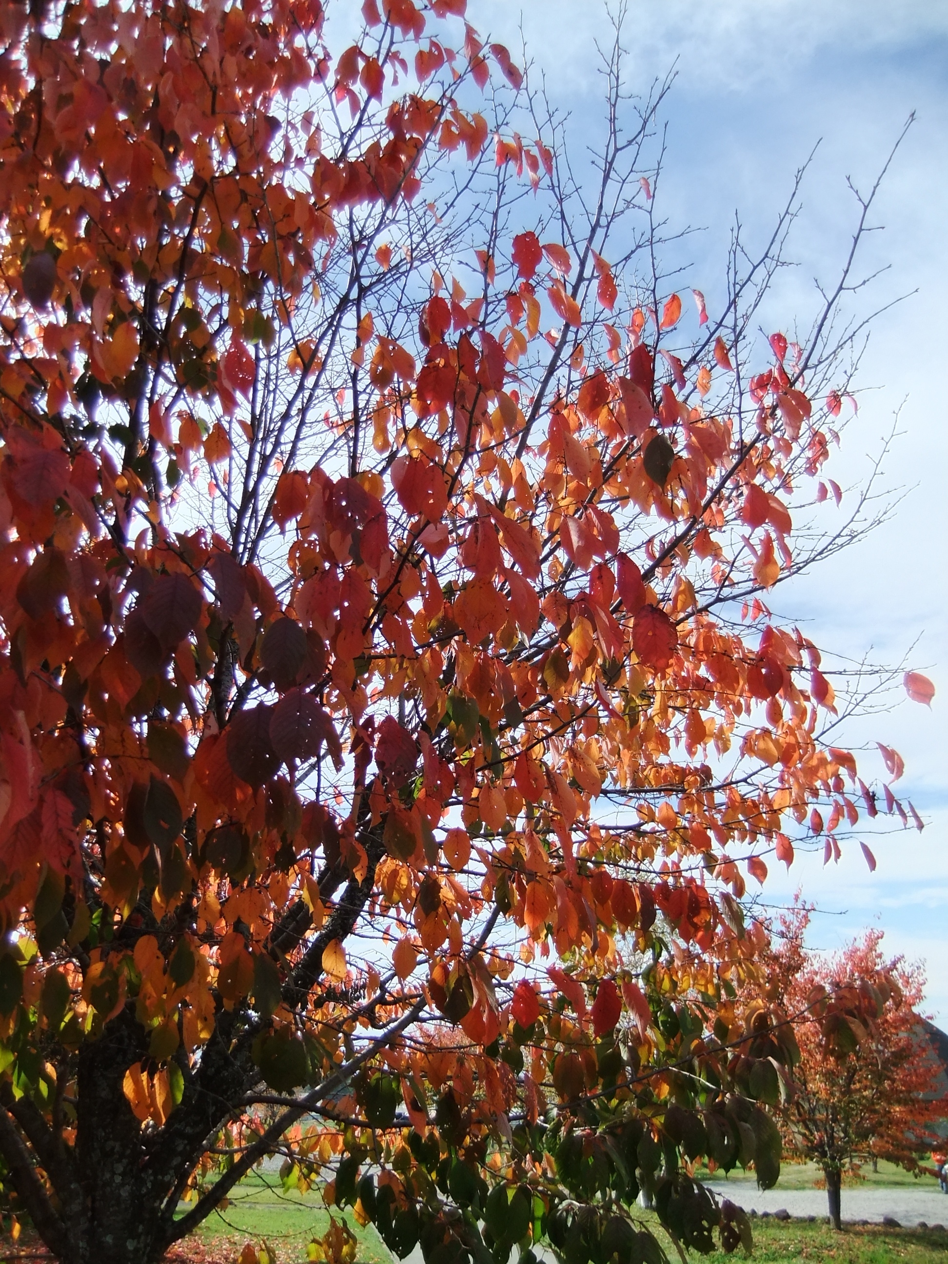彦左の正眼 蓼科の秋 見つけた 白駒池 横谷渓谷の紅葉の見ごろ