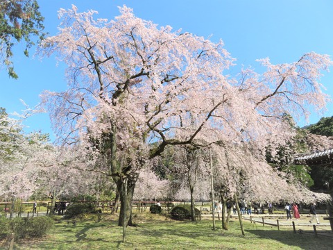 �������������Ƥλ޿��