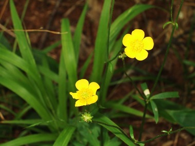 ���ޥΥ�������