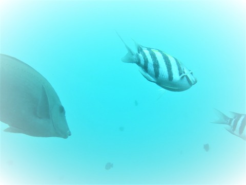 ⓪­���γ���