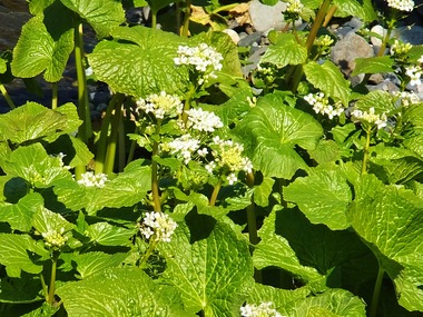 5���蘆�Ӥβ�