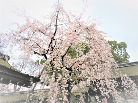 ��������ʿ����ҡ�����