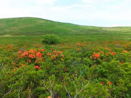 車山肩に咲くレンゲツツジ