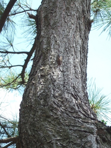 松の樹に止まる蝉