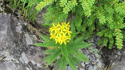 11������󥽥����������