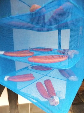 �����ʥ��饹�ߤǤ�