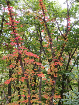 ���̥������ޤ�ĥ�������