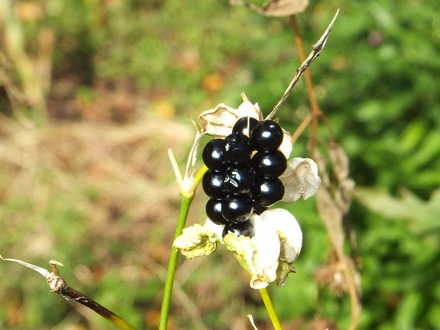 ���줾�̥Х���