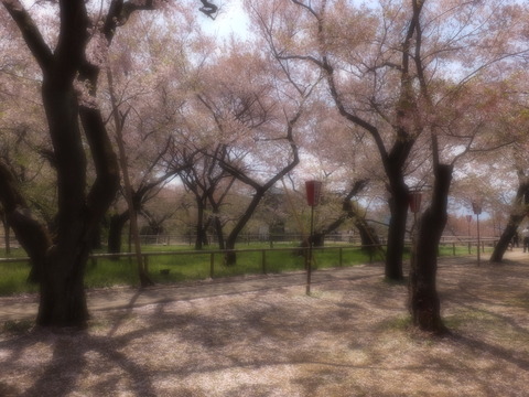 桜散り・・・