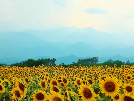 ���¤ߤ��طʤˤҤޤ��η���