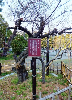 ���ڤ���