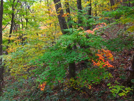 9���ϥ����參����