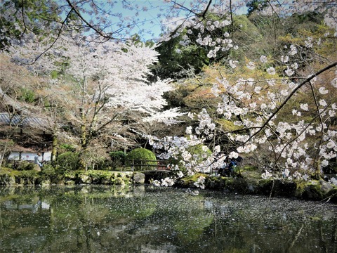 ����ŷƲ���Ӥ��񤦺�����