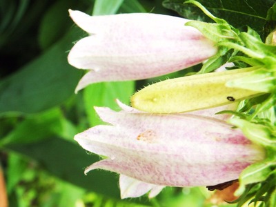 �ۥ���֥���