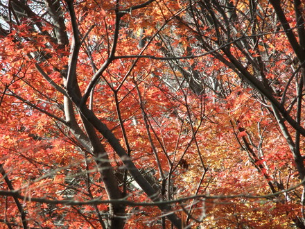 ���̤ι���