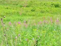 2����ʥ����ȥ��ߥʥ���