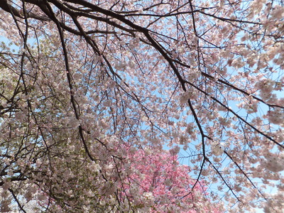 アメリカの向こうに陽光