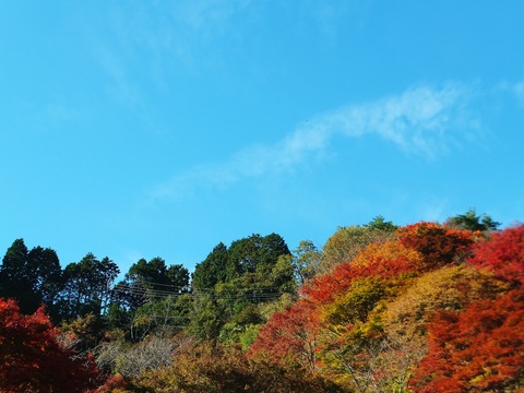 ±äÎñ»ûÍÎÁÆ»Ï©Å¸Ë¾Âæ¤Î¹ÈÍդϤ¤ì¤¤