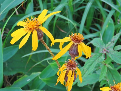 15�������ʥޥ�Х����֥�