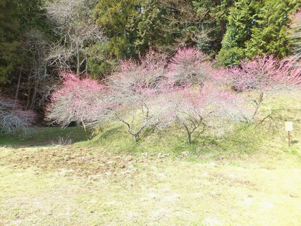 PPV�Ǹϻޤˤʤä�����