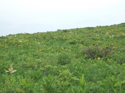 ¼Ö»³¸ª¤Î¥Ë¥Ã¥³¥¦¥¥¹¥²2