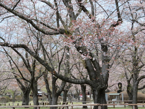 ¦¤½¤Ð¾±¶á¤¯¤Ëºù¤¬Í̾¤ÊÀ»¸÷»û