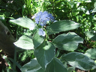 �ޤ��餯��������